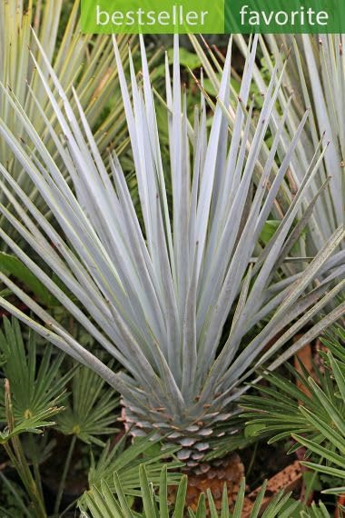 Blue Yucca Tree Seeds for Planting (10 Seeds) - Yucca rigida