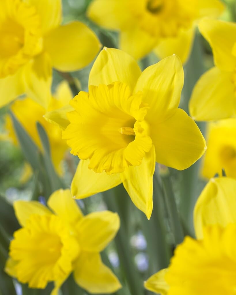 100 Dutchmaster Daffodil Bulbs for Planting, Stunning Perennial Flower, Large Flowering 12/14 cm Bulbs, Grow in Borders, Garden, Landscaping (100 Bulbs)
