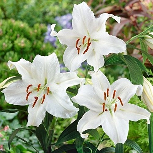 3 Oriental Lily Bulbs Casa Blanca,intensely Fragrant. Perennial