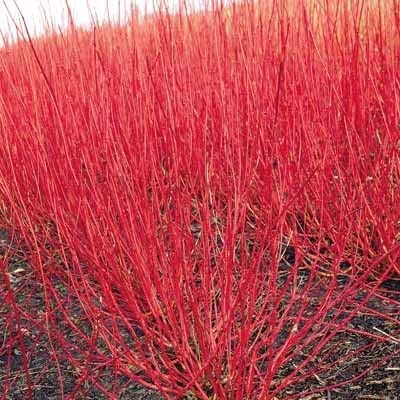 20 Red Dogwood Cuttings to Plant - No Roots, Easy to Grow, Vibrant Red Bark