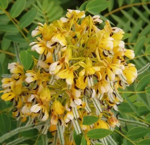 25 American Senna Seeds - Senna hebecarpa