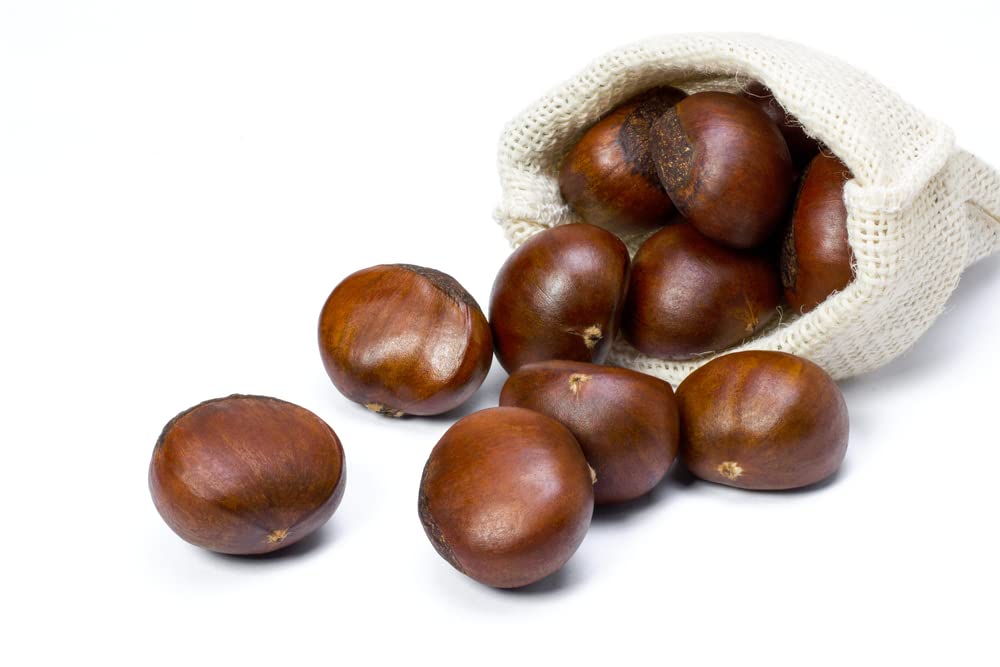 2 European Giant Chestnut Seeds for Planting - Spanish Chestnut Castanea Sativa Bouche de Betizac