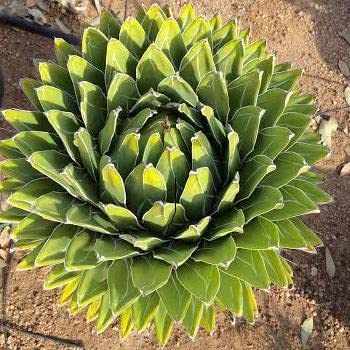 Queen Victoria Agave Seeds for Planting (10 Seeds) - Exotic Cactus - Agave victoriae-reginae