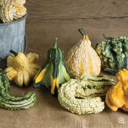 Gremlins Gourd Seeds for Planting | Grow Your Own Fall Décor