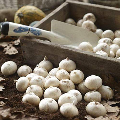 20 Dark Purple Allium Bulbs Blooming Onion Flowering Perennial Garden Flower
