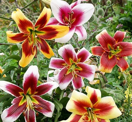 Mixed Lilies Bulbs for Planting - 6 Fresh Bulbs, Easy to Grow - Made in USA, Ships from Iowa