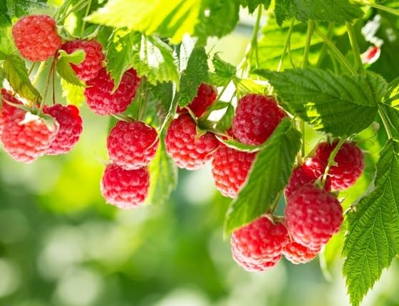 (Best) Nova Raspberry Plants to Grow - Easy to Grow Rooted Plants - No Ship to California