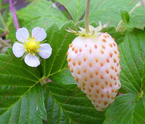 Seeds Shopp - 300pcs White Strawberry seeds,White Snow Alpine Strawberry,Fragaria Vesca Fruit seeds,Fresh Exotic Seeds for Home Garden plants New Arrival !