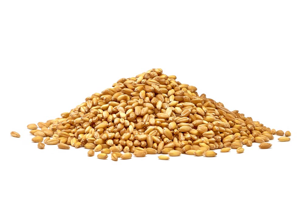 Wheat Cover Crop Seeds - Non-GMO Winter Wheat - Deer & Turkey Food Plot Seed - Winter Hardy Cover Crop
