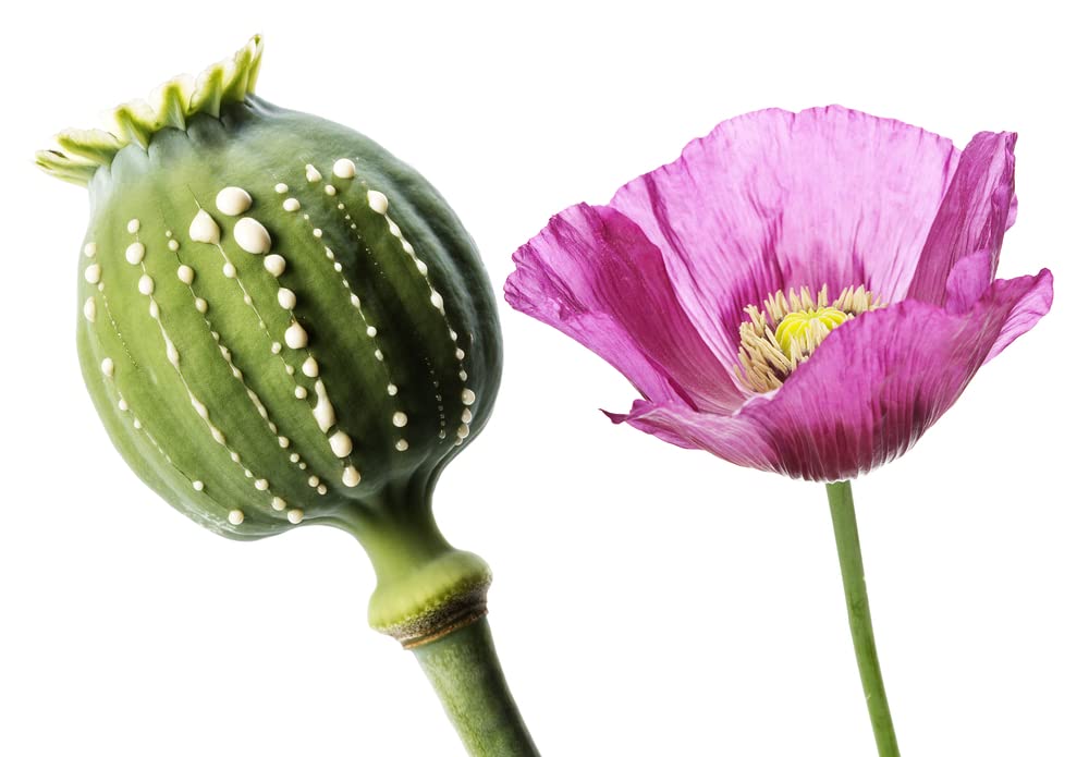 300 Mammoth Poppy Seeds for Planting - Papaver somniferum