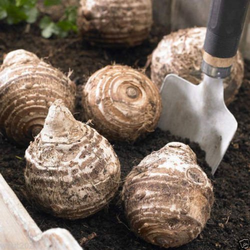 3 Jumbo Elephant Ear bulbs (Colocasia esculenta) Tropical Plant .