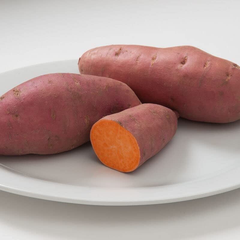 Yams Slips for Planting - Grow Your Own Orange/Red Sweet Potatos