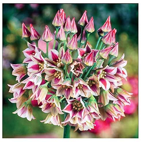 Sicilian Honey Lily Bulbs - 5 Bulbs - Beautiful Flowers, Deer Resistant