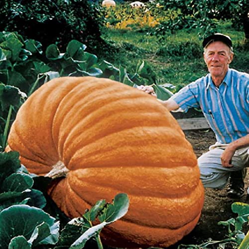 30 Atlantic Giant Pumpkin Seeds - Grow The Biggest Pumpkins on The Planet