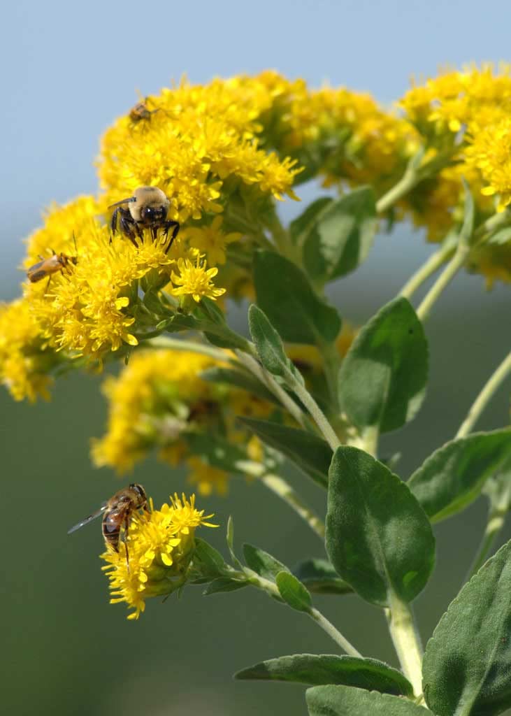 Stiff Goldenrod Seeds for Planting - 100+ Seeds - Oligoneuron rigidum - Heirloom & Open-Pollinated Variety, Attracts Bees, Non-GMO Pollinator-Friendly Native Wildflower Seeds