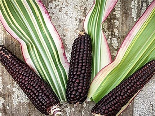 Candy Striped Corn Seeds - 10 Rare Seeds - Pink Zebra Corn- Prized for Popcorn, Corn Meal Flour, and its Beautiful Colored Leaves - Organic and Rare