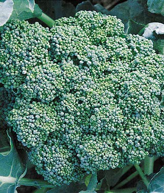500 Broccoli Seeds | Non-GMO | Fresh Garden Seeds | Heirloom Green Sprouting Waltham | Made in USA. Ships from Iowa