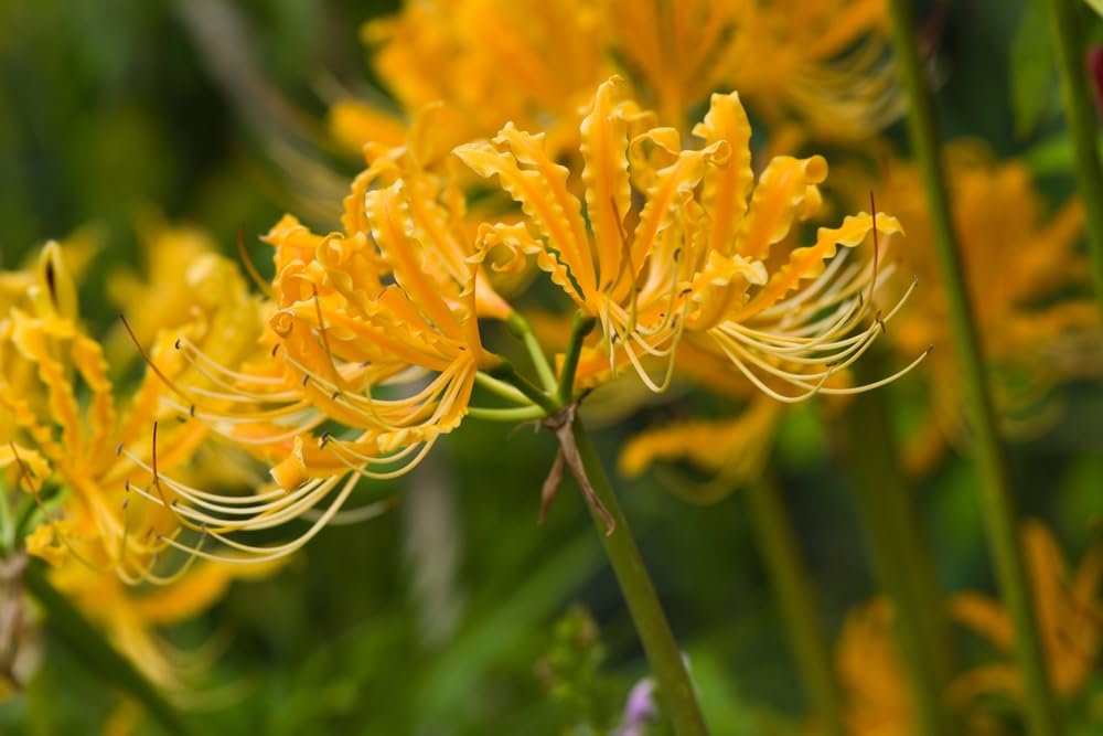Rare Gold Spider Lily Bulbs for Planting - Summer/Fall Perennial Flowers - Lycoris Aurea