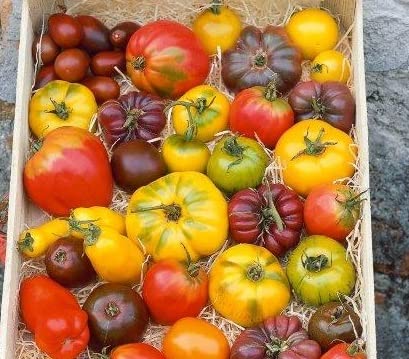 Heirloom Rainbow Mix Tomato Seeds - 100+ Seeds to Grow - Grow Mixed Colors of Tasty Tomato's - Non-GMO