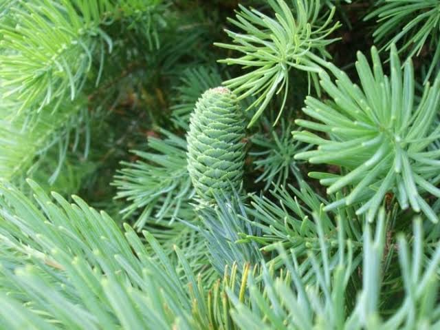 Fortune's Keteleeria Tree Seeds for Planting (30 Seeds) - Keteleeria fortunei - Poplar for Bonsai
