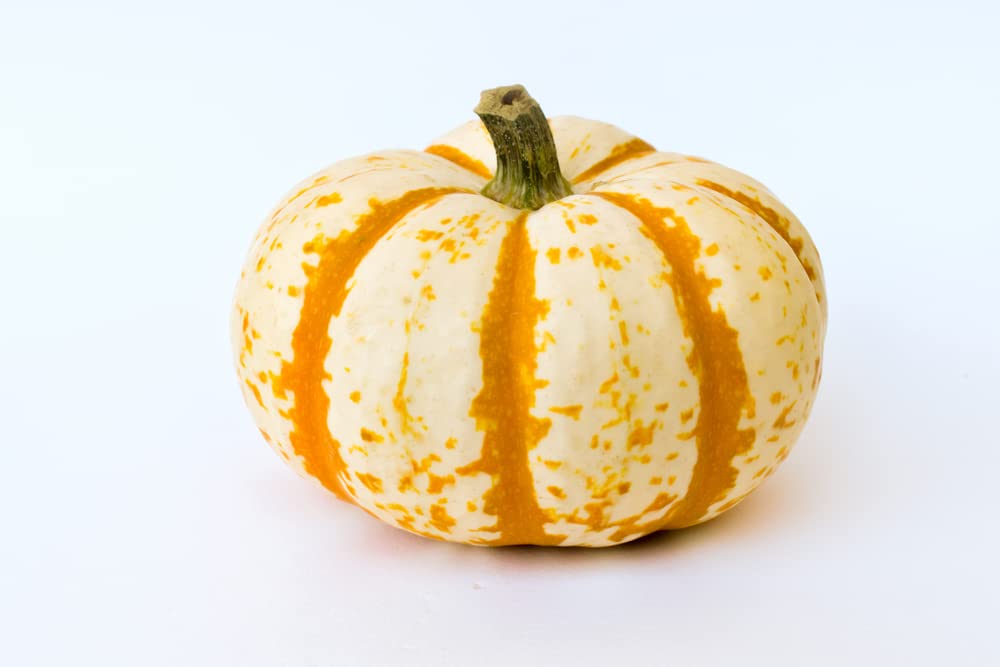 10 Dwarf Tiger Striped Pumpkin Seeds - Colorful Fall Decor - 10 Pack of Seeds to Grow - Fall Squash Decor
