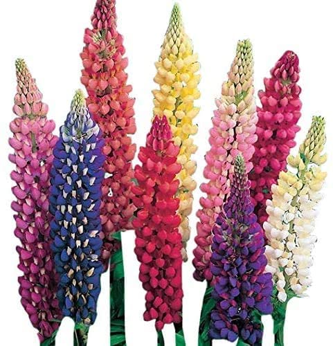 Russell Lupine Flower Seeds - 200+ Seeds - Easy to Grow Wildflower