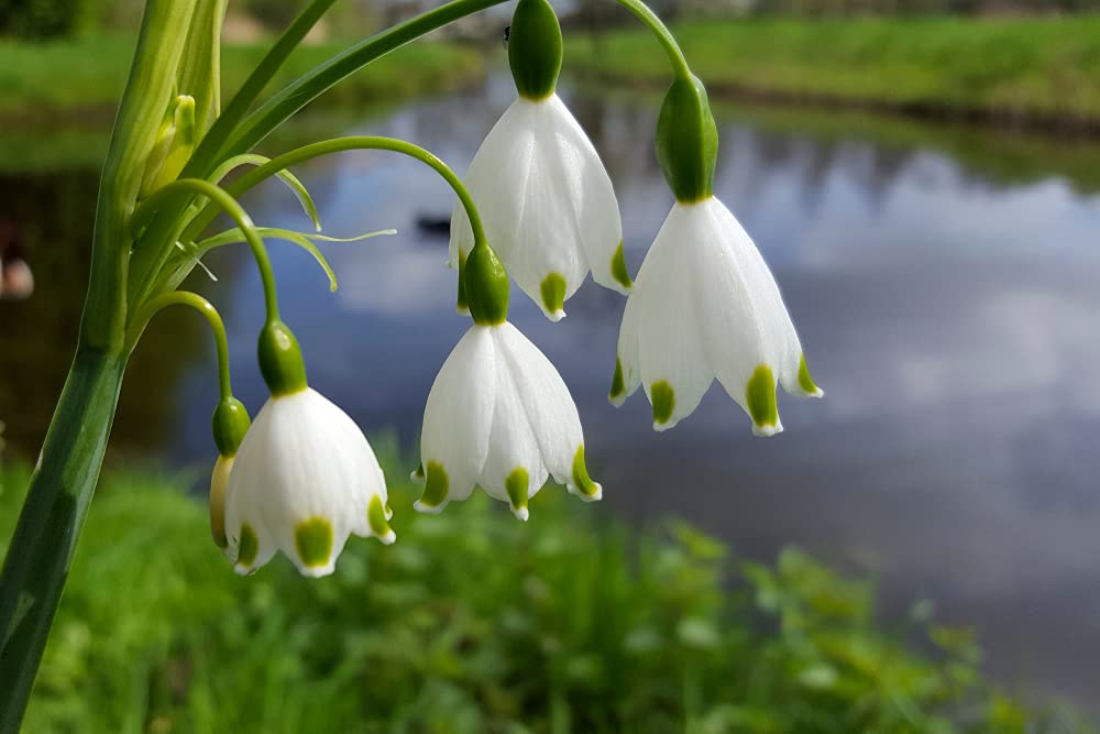 2 Summer Snowflake Bulbs for Planting - Stunning White Weeping Flowers - 2 Leucojum Bulbs to Grow