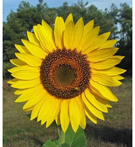 100 Yellow Giant Sunflower Seeds for Planting