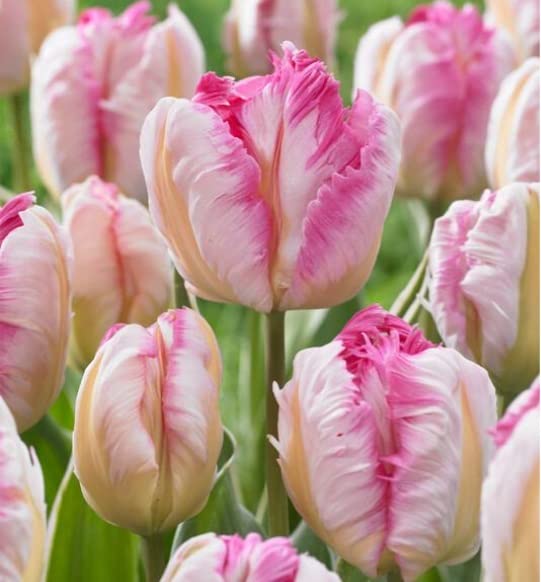 10 Pink & Silver Parrot Tulip Bulbs for Planting - Easy to Grow - Ships from Iowa