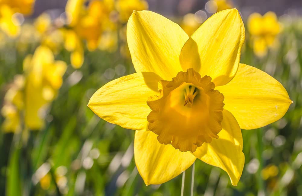 25 Dutch Master Daffodil Bulbs - Ships from Iowa, USA