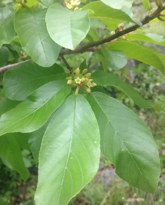 15 Carolina Buckthorn Seeds for Planting - Indian Cherry - Rhamnus caroliniana