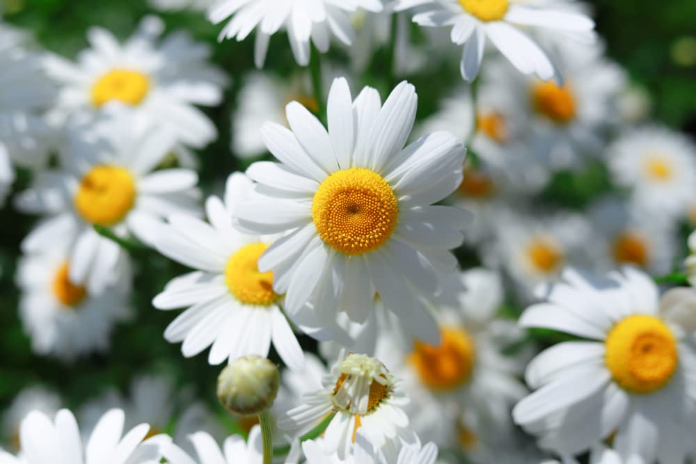 Roman Chamomile Seeds for Planting (500 Seeds) - Easy to Grow Herb and Wildflower