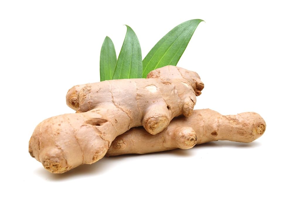 5 Pounds Fresh Ginger Root, For Growing or Kitchen Use