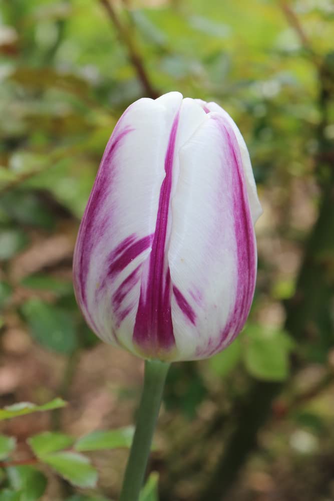 Purple Flaming Flage Tulip Bulbs for Planting - Ships from Iowa, USA