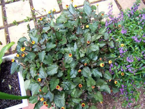 Toothache/Eyeball Plant Spilanthes Oleracea Flower Seeds Red Yellow Jocad (100 Seeds)