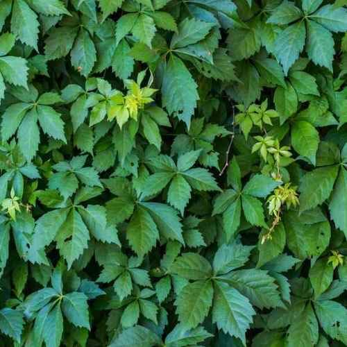 Virginia Creeper Seeds - 25+ Seeds - Parthenocissus quinquefolia