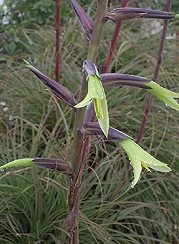 Exotic Aloe Puya Mirabilis Seeds - 15 Seeds - Made in USA