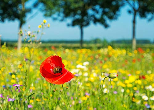 Bee Rescue Garden Seed Kit - Great for Honey Bees and Bumble Bees