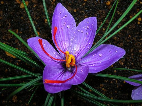 30 Saffron Crocus Bulbs--fall Blooming, Grow Your Own Saffron Spice! Plant now for Fall Blooms!