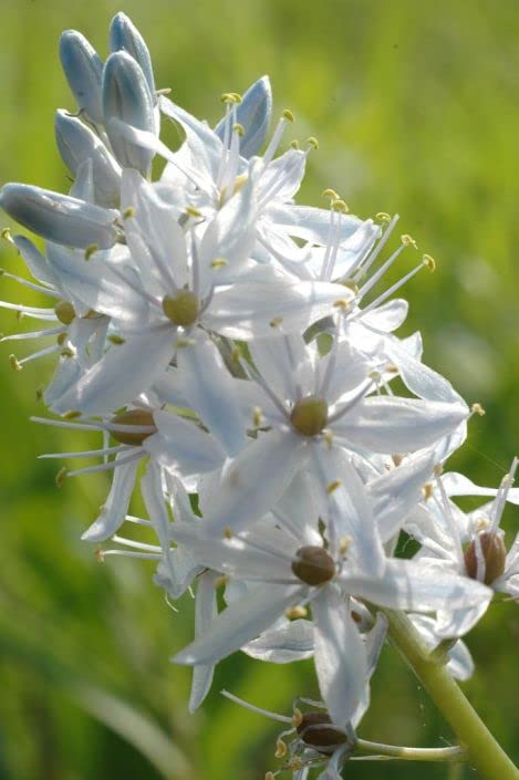 Wild Hyacinth Seeds for Planting (50 Seeds) - Camassia scilloides