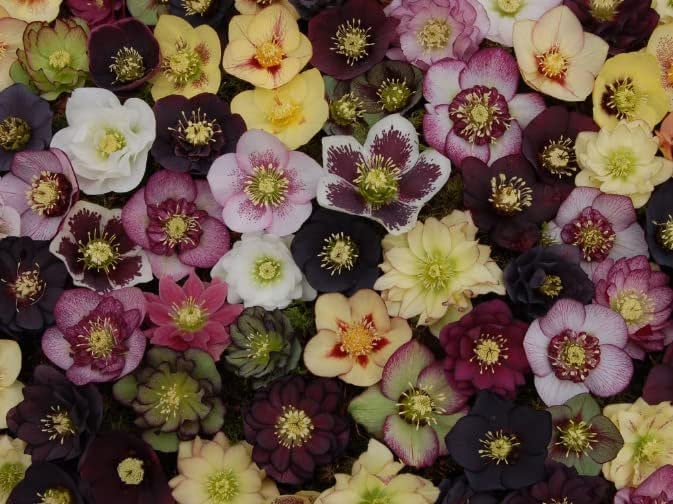 Lenten Rose Seeds for Planting - Helleborus orientalis - Rare Flower (10 Seeds)