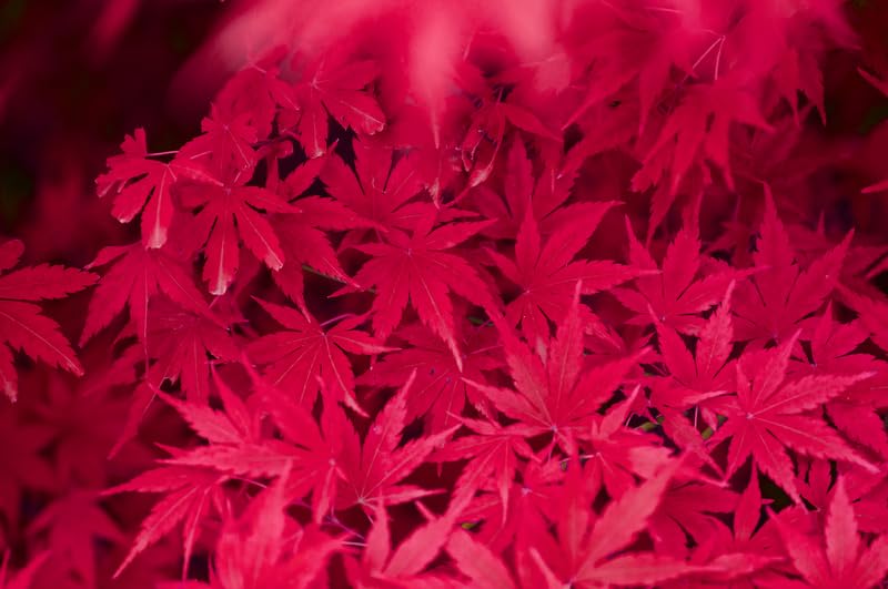 20 Japanese Maple Tree Seeds for Planting - Acer Palmatum