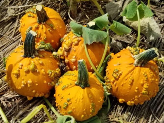 10 Baby Bumps Pumpkin Seeds for Planting - Smally Warty Fruits