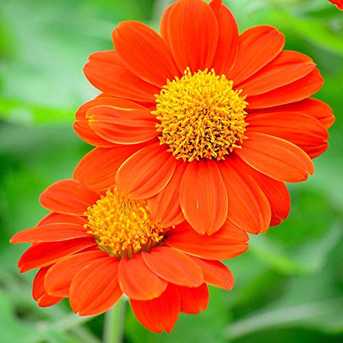 Mexican Sunflower Seeds | 75+ Seeds | Attract Butterflies and Hummingbirds