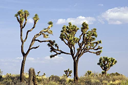 Joshua Tree Seeds - 10 Seeds to Grow - Highly Prized Joshua Tree - Made in USA, Ships from Iowa