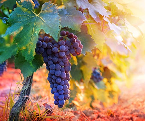 Wine Grape Vine Seeds for Planting - 50 Seeds - Ships from Iowa, USA