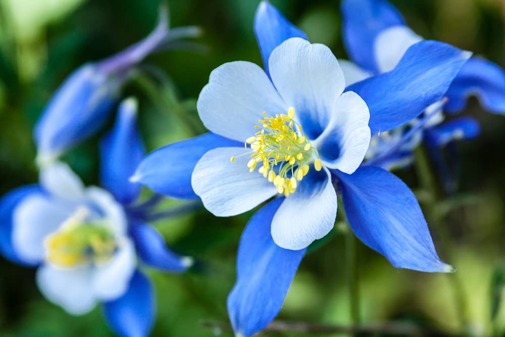 1,000+ Blue Colorado Columbine Flower Seeds, Non-GMO