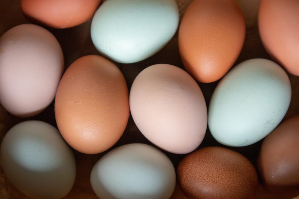 Fertile Chicken Eggs for Hatching - Hatch and Raise Your own Chickens
