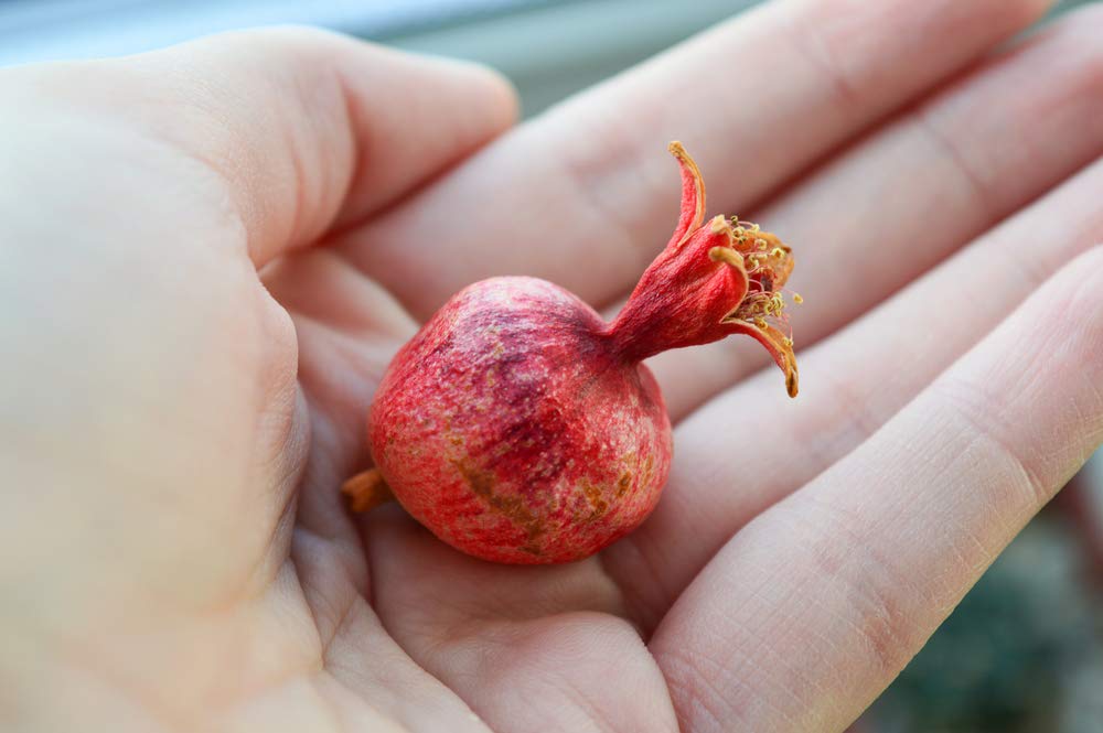 Dwarf Pomegranate Bonsai Seeds - 25 Seeds to Grow - Highly Prized Edible Fruit Bonsai - Made in USA, Ships from Iowa