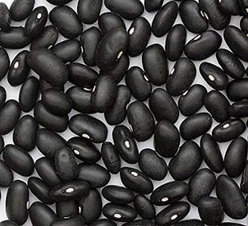Black Turtle Heirloom Bush Bean - Hardy Plants Grow to 18-24" -Very Tasteful
